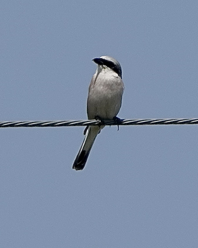 red-backed shrike